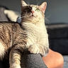 cat, feline, indoor, pet, relaxed, sunlight, green_eyes, fur, paw, whiskers, portrait, close_up, blurred_background, cozy, resting, animal, cute, tabby, soft, domestic
