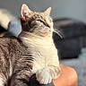 Milo joined the competition — help win amazing prizes! cat, animal, pet, feline, indoor, sunlight, relaxed, green_eyes, fur, whiskers, paw, closeup, portrait, cozy, human_leg, resting, soft_light, blurred_background, domestic_animal, comfortable