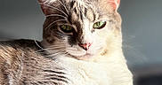 Milo joined the competition — help win amazing prizes! cat, feline, pet, animal, whiskers, green_eyes, fur, relaxing, closeup, portrait, indoor, soft_light, paw, tabby, white_fur, cute, domestic_animal, resting, calm, focused
