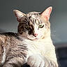 cat, feline, pet, animal, whiskers, green_eyes, fur, relaxing, closeup, portrait, indoor, soft_light, paw, tabby, white_fur, cute, domestic_animal, resting, calm, focused