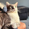 Milo joined the competition — help win amazing prizes! cat, animal, pet, feline, green_eyes, whiskers, fur, paw, leg, sunlight, indoor, blurred_background, relaxed, close_up, portrait, domestic_cat, resting, cozy, soft_light, cute