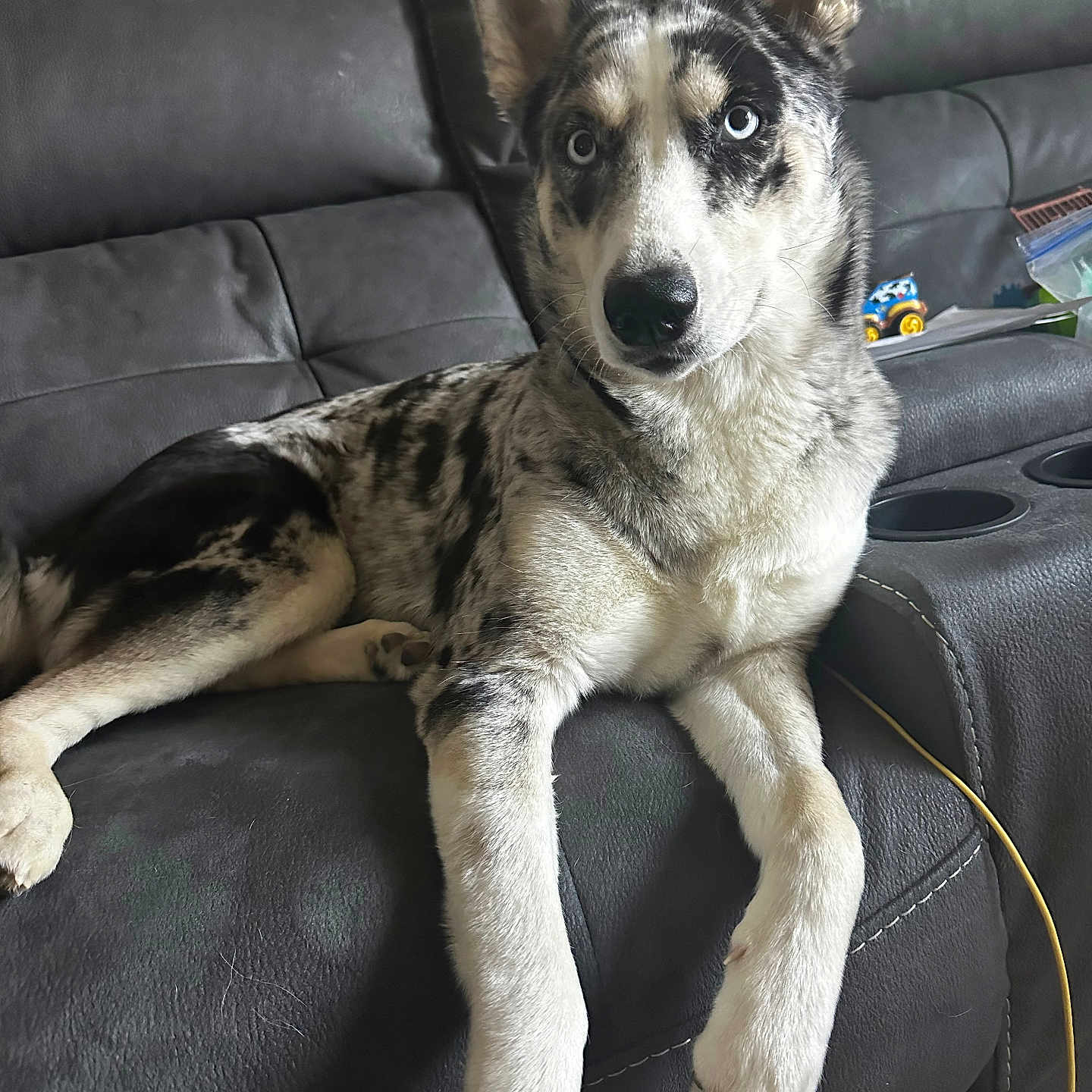 Amelia joined the competition — help win amazing prizes! animal, architecture, building, canine, car, chair, couch, cushion, dog, furniture, greatdane, homedecor, husky, indoors, livingroom, pet, puppy, room, transportation, vehicle