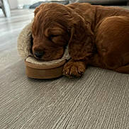 Uno is registered to the contest to win money with this photo: puppy, dog, sleeping, brown, fur, slipper, floor, wooden_floor, cozy, pet, animal, cute, resting, indoor, paw, small, young, fur_texture, relaxing, domestic