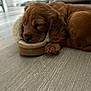 puppy, dog, sleeping, brown, fur, slipper, floor, wooden_floor, cozy, pet, animal, cute, resting, indoor, paw, small, young, fur_texture, relaxing, domestic