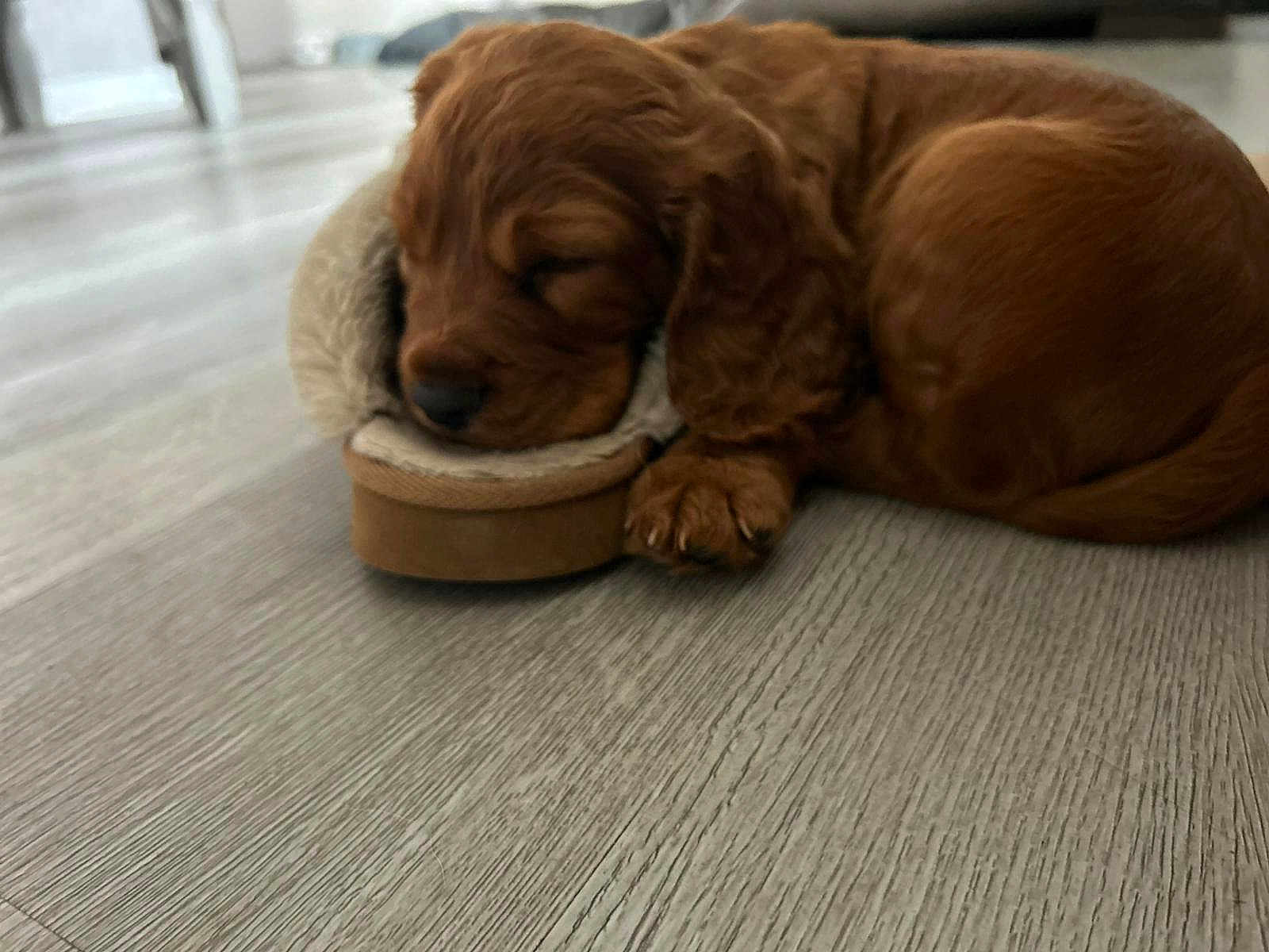 Uno is registered to the contest to win money with this photo: puppy, dog, sleeping, brown, fur, slipper, floor, wooden_floor, cozy, pet, animal, cute, resting, indoor, paw, small, young, fur_texture, relaxing, domestic