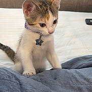 Nova joined the competition — help win amazing prizes! kitten, cat, pet, collar, star_tag, fur, whiskers, ears, bed, blanket, indoor, curious, young, animal, cute, small, white_fur, tabby, paw, resting