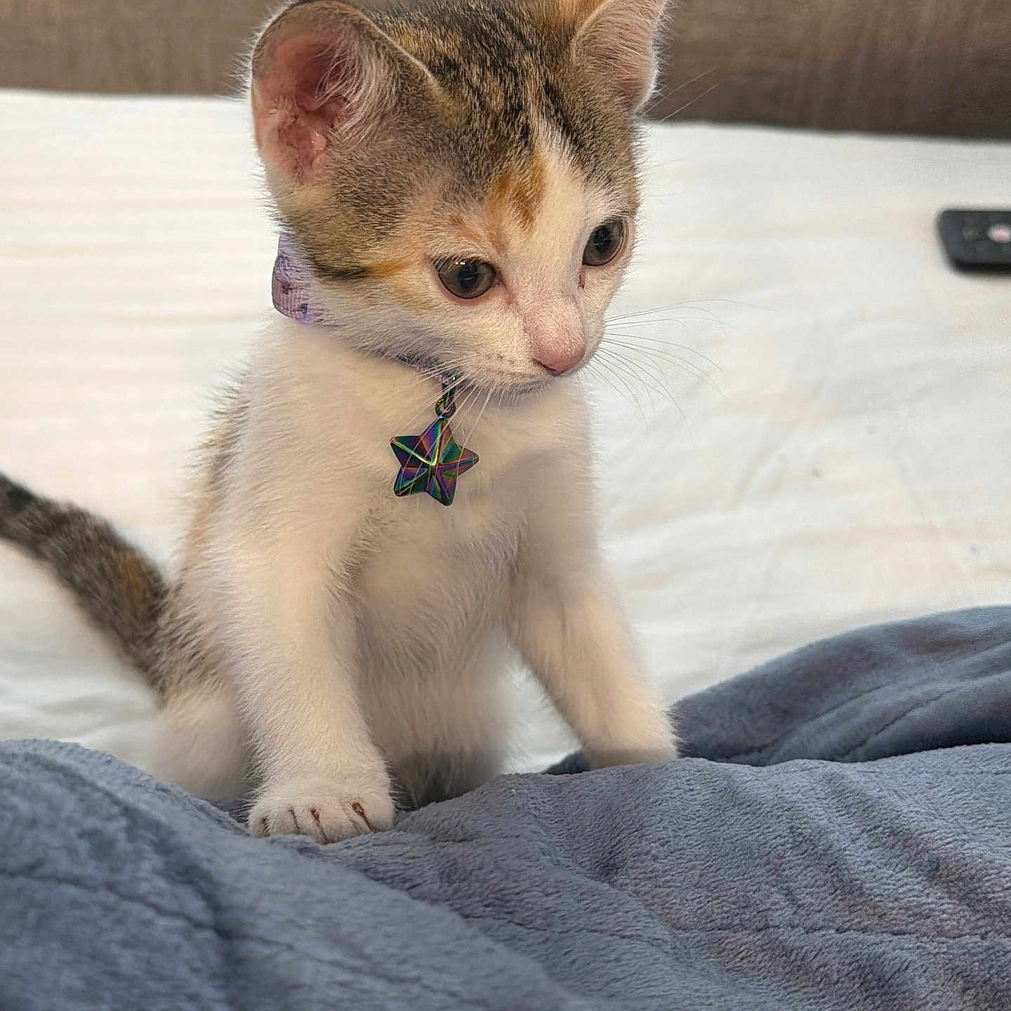 Nova joined the competition — help win amazing prizes! kitten, cat, pet, collar, star_tag, fur, whiskers, ears, bed, blanket, indoor, curious, young, animal, cute, small, white_fur, tabby, paw, resting