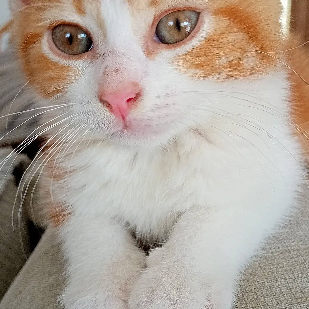 Uby participe au concours pour gagner de l'argent avec cette photo : carnivore, cat, domestic_short_haired_cat, ear, eyelash, fawn, felidae, fur, paw, small_to_medium_sized_cats, snout, whiskers, window