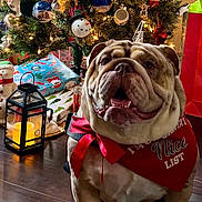 Rhyno joined the competition — help win amazing prizes! bulldog, dog, christmas_tree, holiday, decorations, presents, bandana, lantern, indoor, festive, smiling, pet, floor, ribbon, ornaments, snowman, lights, red, green, celebration