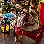 bulldog, dog, christmas_tree, holiday, decorations, presents, bandana, lantern, indoor, festive, smiling, pet, floor, ribbon, ornaments, snowman, lights, red, green, celebration