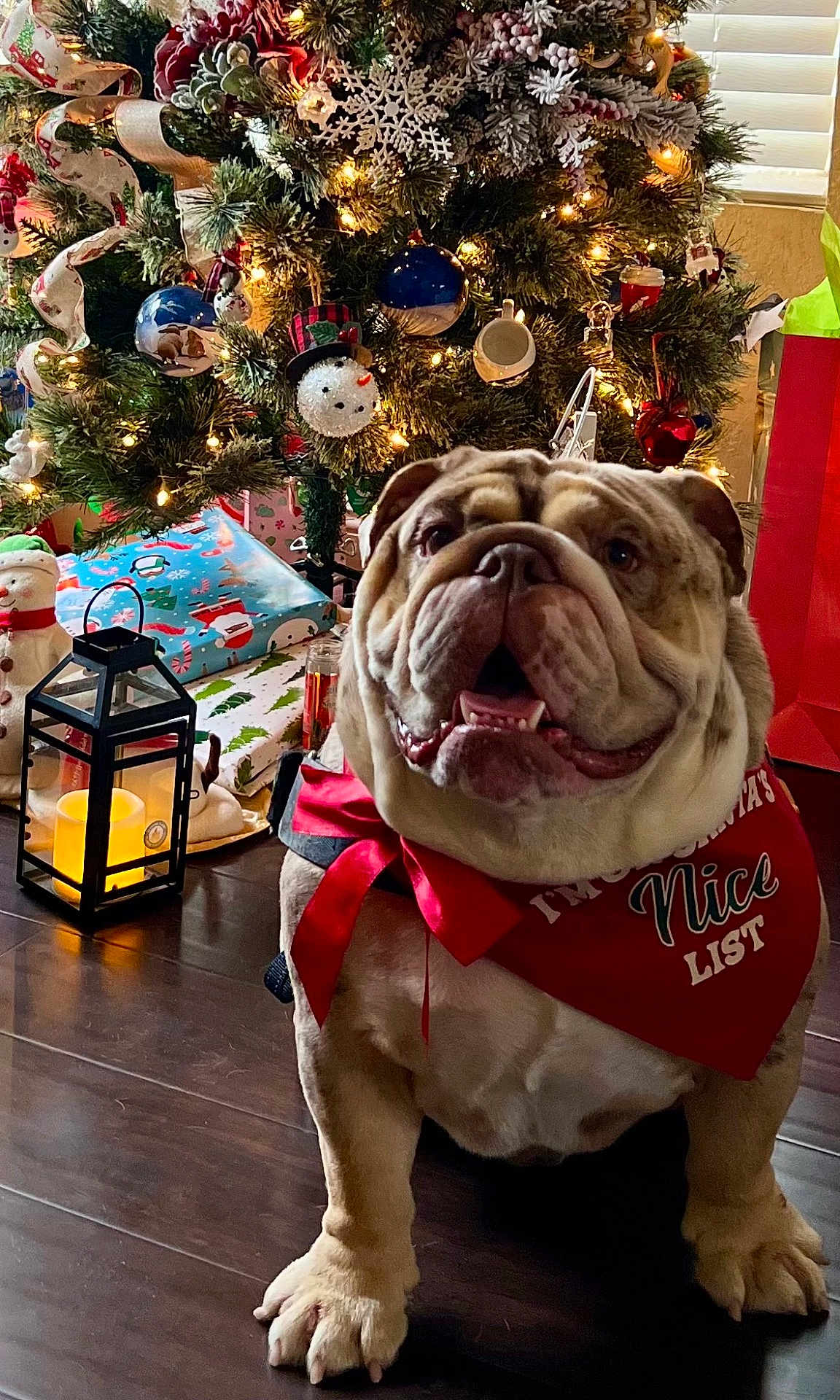 Rhyno joined the competition — help win amazing prizes! bulldog, dog, christmas_tree, holiday, decorations, presents, bandana, lantern, indoor, festive, smiling, pet, floor, ribbon, ornaments, snowman, lights, red, green, celebration