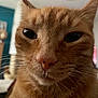 cat, ginger_cat, close_up, droplet, nose, whiskers, indoor, blurred_background, feline, pet, animal, fur, face, eyes, ears, domestic_cat, cute, mammal, portrait, expression