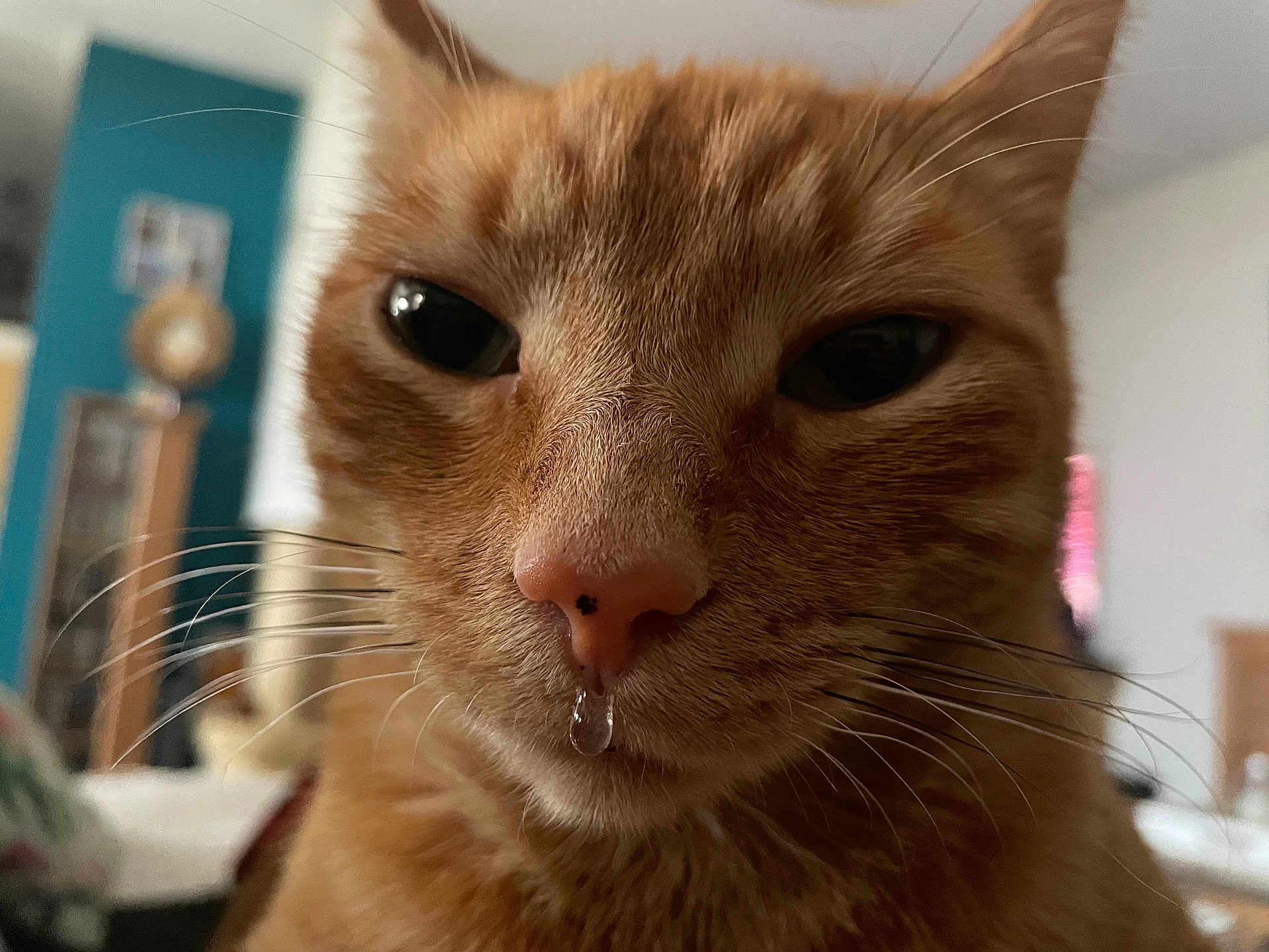 Safran participe au concours pour gagner de l'argent avec cette photo : cat, ginger_cat, close_up, droplet, nose, whiskers, indoor, blurred_background, feline, pet, animal, fur, face, eyes, ears, domestic_cat, cute, mammal, portrait, expression