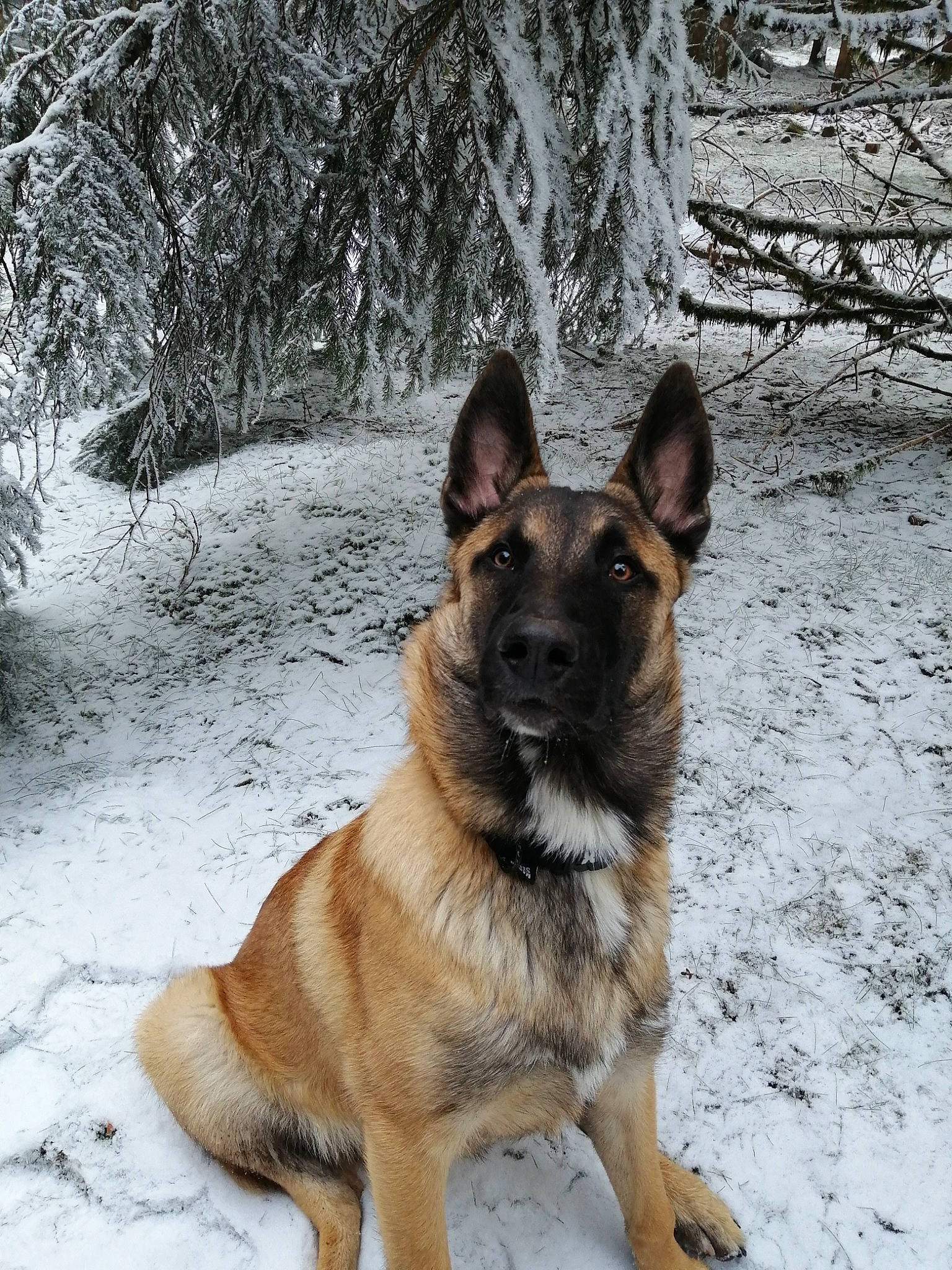 Rider a rejoint le concours — aidez-le/la à gagner de superbes lots ! canidae, carnivore, dog, dog_breed, east_european_shepherd, eye, fawn, german_shepherd_dog, herding_dog, king_shepherd, old_german_shepherd_dog, plant, snout, snow, sporting_group, terrestrial_animal, tree, winter, working_animal, working_dog