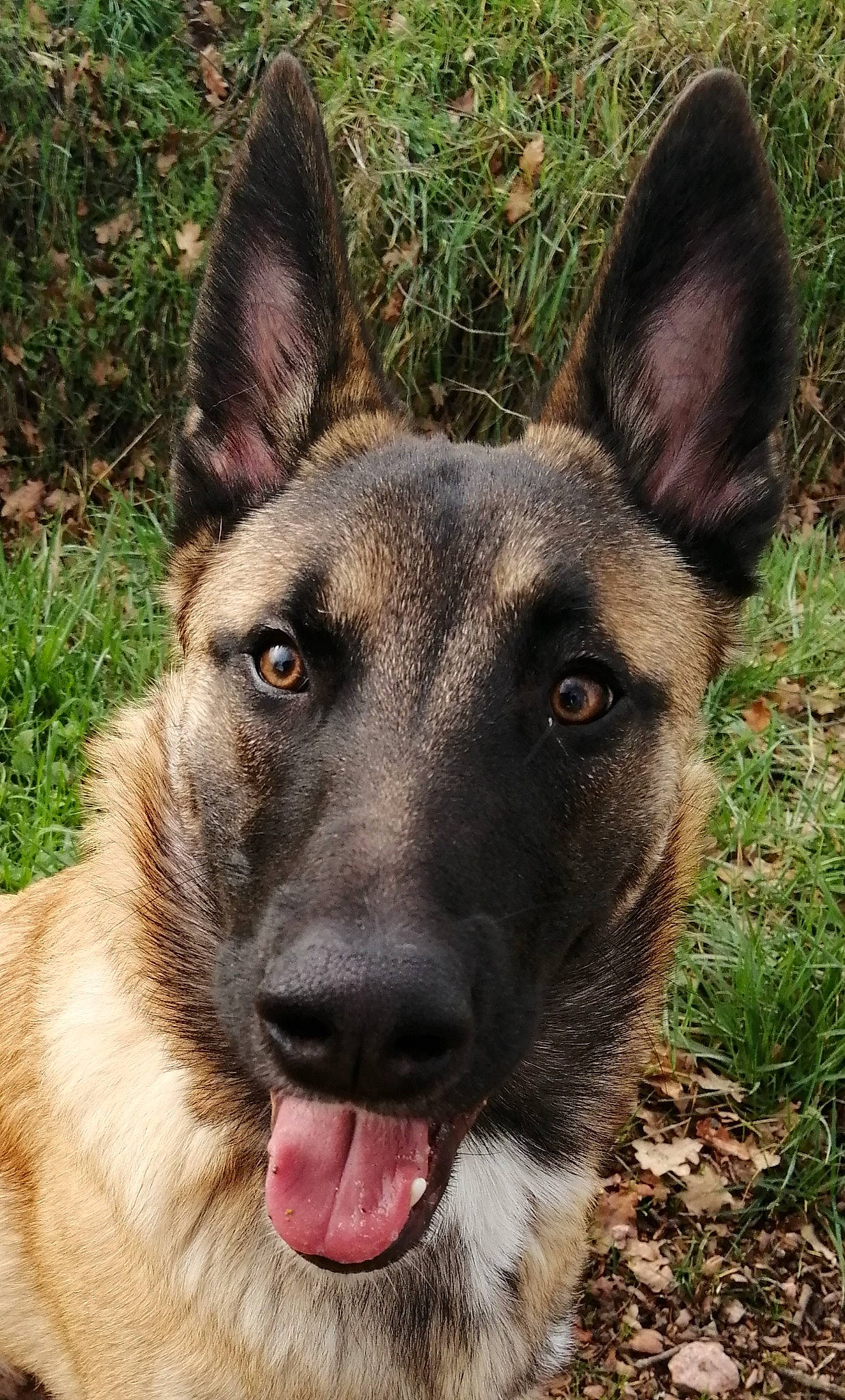 Rider a rejoint le concours — aidez-le/la à gagner de superbes lots ! belgian_shepherd_malinois, canidae, carnivore, collar, companion_dog, dog, dog_breed, fawn, german_shepherd_dog, grass, herding_dog, old_german_shepherd_dog, plant, snout, sporting_group, terrestrial_animal, whiskers, wildlife, working_animal, working_dog