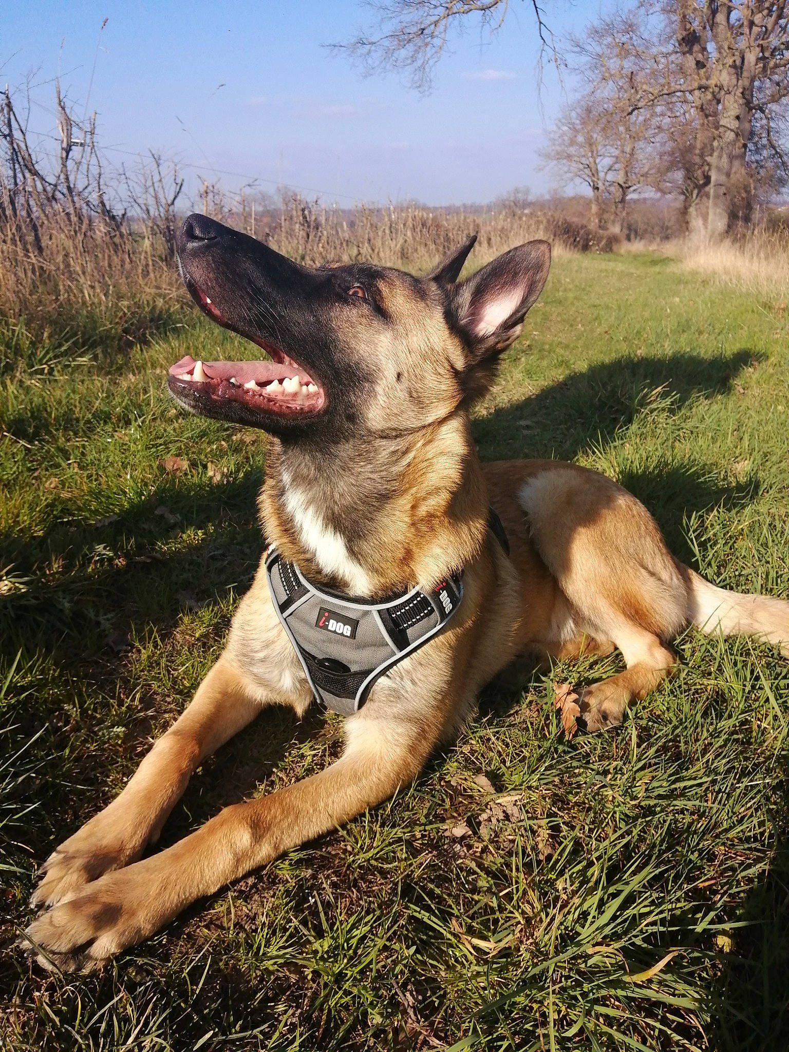 Rider participe au concours pour gagner de l'argent avec cette photo : carnivore, collar, companion_dog, dog, dog_breed, dog_supply, east_european_shepherd, fawn, german_shepherd_dog, grass, guard_dog, herding_dog, landscape, plant, recreation, sky, snout, terrestrial_animal, tree, working_animal