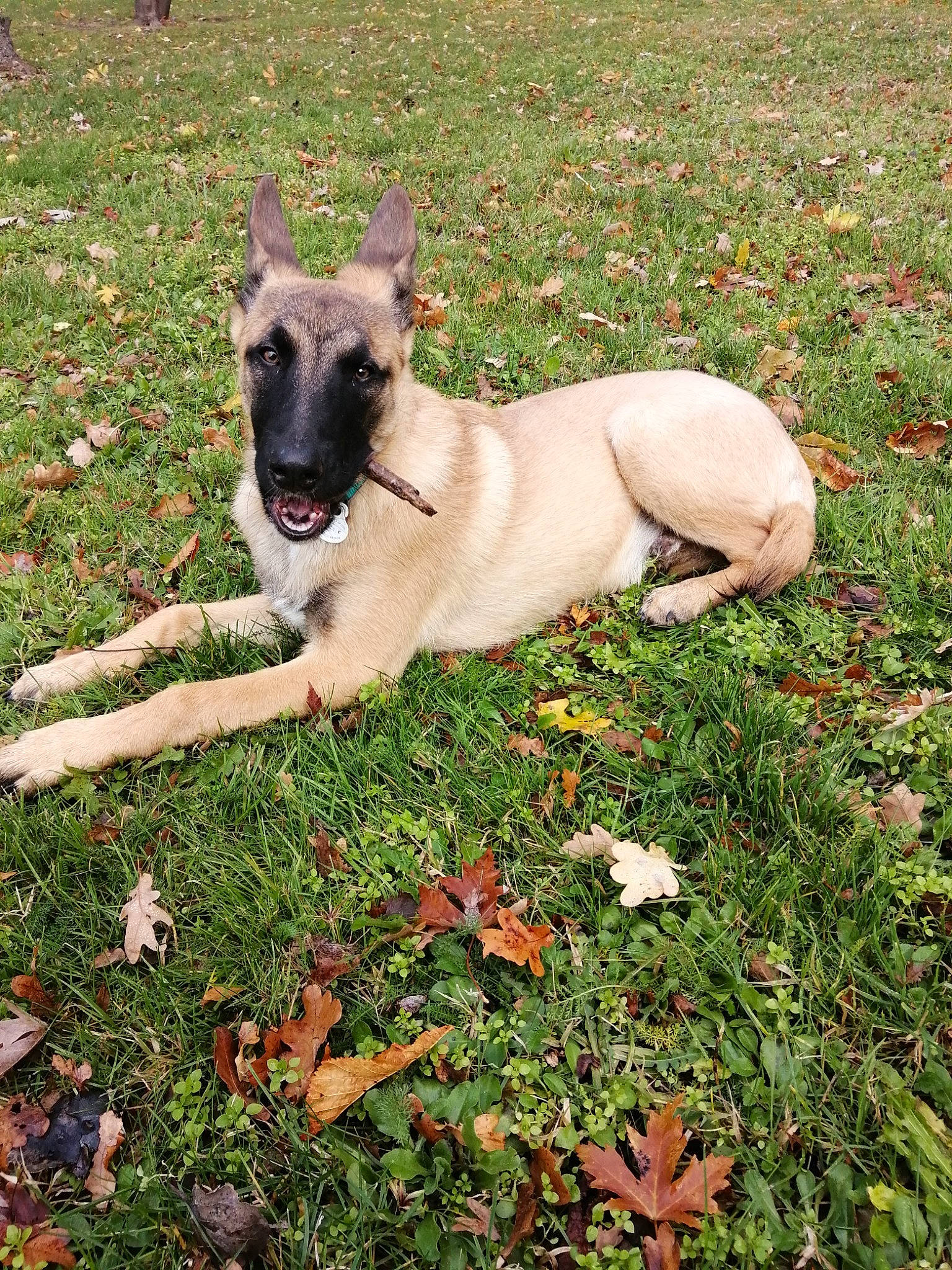 Rider participe au concours pour gagner de l'argent avec cette photo : canidae, carnivore, collar, companion_dog, dog, dog_breed, dog_collar, dog_supply, fawn, grass, groundcover, herding_dog, lawn, non_sporting_group, plant, snout, sporting_group, tail, working_animal, working_dog