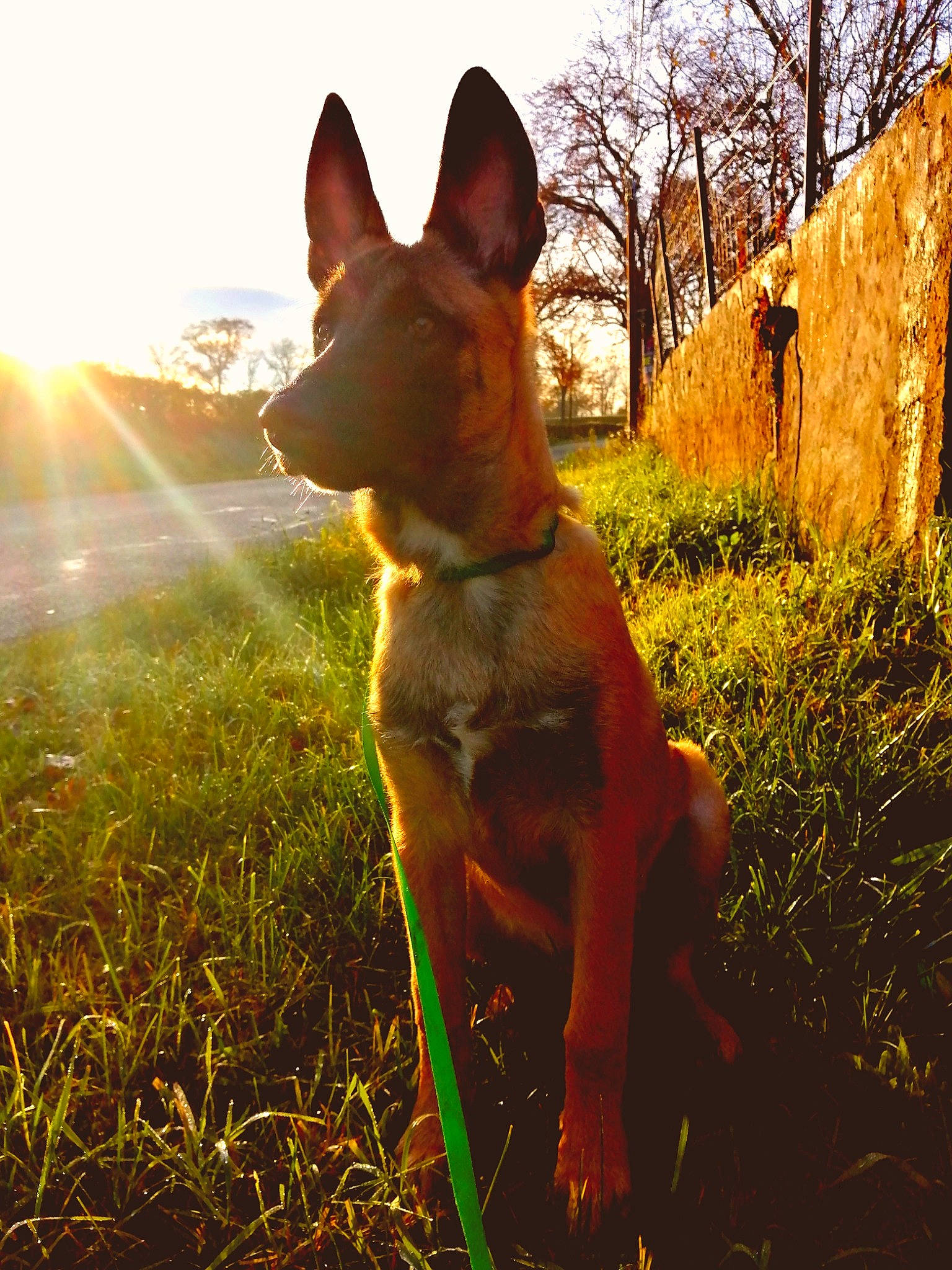 Rider a rejoint le concours — aidez-le/la à gagner de superbes lots ! canidae, carnivore, companion_dog, dog, dog_breed, dog_sports, fawn, grass, grassland, happy, plant, shadow, sky, snout, sporting_group, sunlight, tail, terrestrial_animal, tree, whiskers