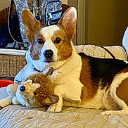 Cooper Bean joined the competition — help win amazing prizes! animal, backpack, black, blanket, brown, corgi, couch, cute, dog, ears, furniture, indoor, looking, pet, plush_toy, quilt, resting, toy, white, wicker_chair