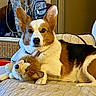 animal, backpack, black, blanket, brown, corgi, couch, cute, dog, ears, furniture, indoor, looking, pet, plush_toy, quilt, resting, toy, white, wicker_chair