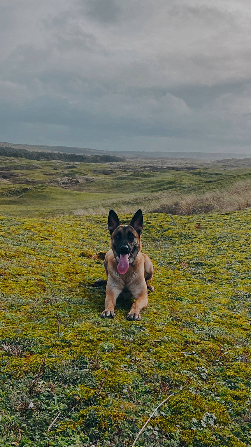 Sierra participe au concours pour gagner de l'argent avec cette photo : bulldog, canidae, carnivore, cloud, companion_dog, dog, dog_breed, fawn, field, grass, grassland, landscape, pasture, people_in_nature, plant, prairie, sky, sporting_group, toy_dog, wildlife
