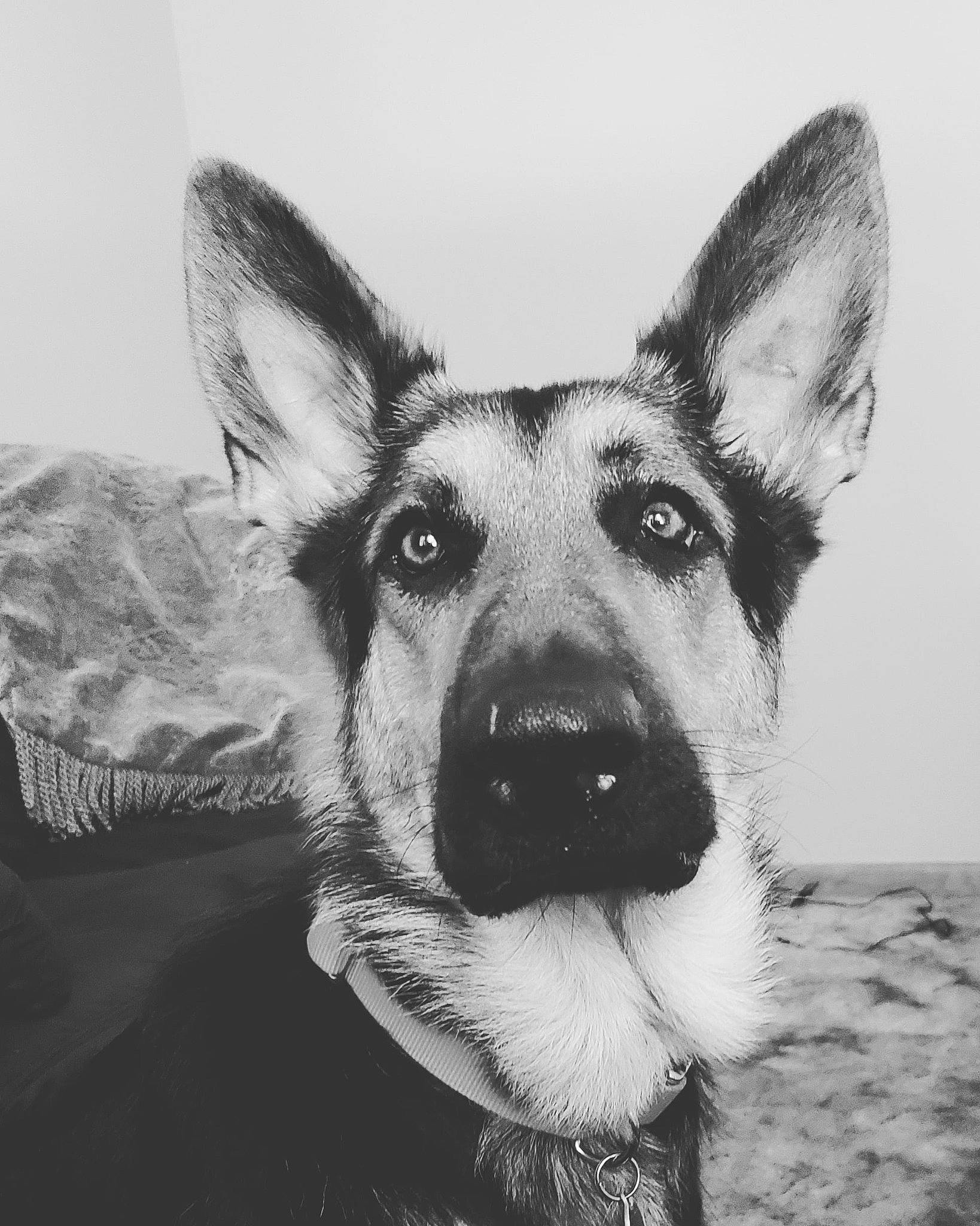 Cola joined the competition — help win amazing prizes! black_and_white, canidae, carnivore, dog, dog_breed, drawing, ear, east_european_shepherd, eye, german_shepherd_dog, herding_dog, king_shepherd, kunming_wolfdog, mammal, monochrome, nose, photography, snout, vertebrate, working_dog