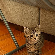Arlo joined the competition — help win amazing prizes! kitten, cat, tabby, wooden_floor, couch, furniture, indoor, pet, animal, small, cute, curious, tabby_stripes, floor, domestic_cat, whiskers, ears, young, fur, walking