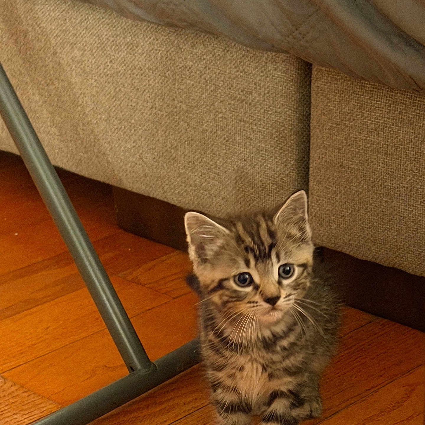 Arlo joined the competition — help win amazing prizes! kitten, cat, tabby, wooden_floor, couch, furniture, indoor, pet, animal, small, cute, curious, tabby_stripes, floor, domestic_cat, whiskers, ears, young, fur, walking