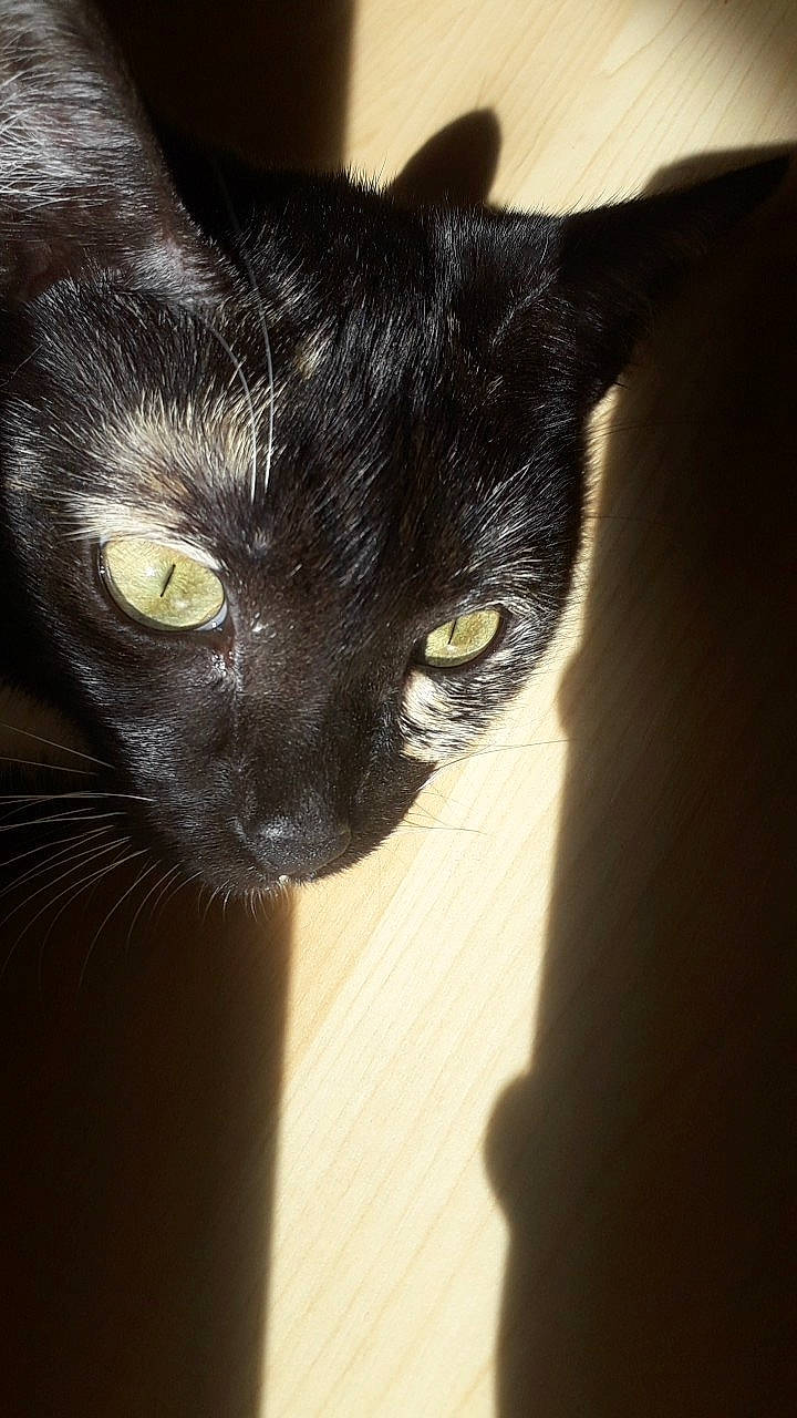 Mystik a rejoint le concours — aidez-le/la à gagner de superbes lots ! asian, black, black_cat, bombay, burmese, carnivore, cat, close_up, ear, eye, felidae, fur, mammal, organ, oriental_shorthair, small_to_medium_sized_cats, snout, whiskers