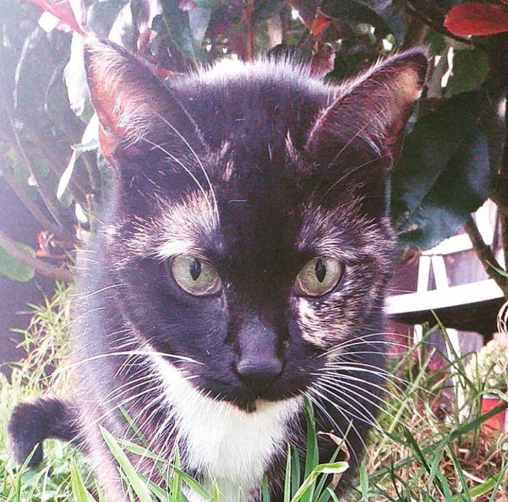 Mystik participe au concours pour gagner de l'argent avec cette photo : asian, black_cat, carnivore, cat, domestic_short_haired_cat, felidae, grass, kitten, plant, small_to_medium_sized_cats, snout, whiskers