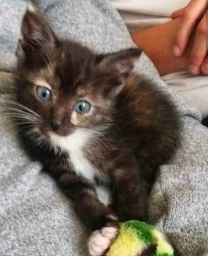 Mystik a rejoint le concours — aidez-le/la à gagner de superbes lots ! asian, asian_semi_longhair, carnivore, cat, claw, domestic_long_haired_cat, domestic_short_haired_cat, european_shorthair, fawn, felidae, kitten, maine_coon, mammal, oriental_longhair, pixie_bob, polydactyl_cat, small_to_medium_sized_cats, tabby_cat, vertebrate, whiskers