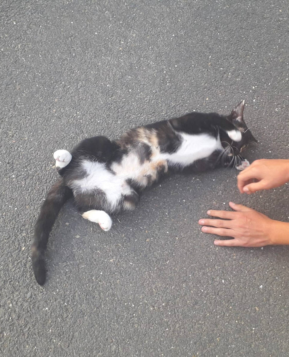 Mystik a rejoint le concours — aidez-le/la à gagner de superbes lots ! black_and_white, carnivore, cat, ear, felidae, kitten, paw, polydactyl_cat, small_to_medium_sized_cats, tail, whiskers