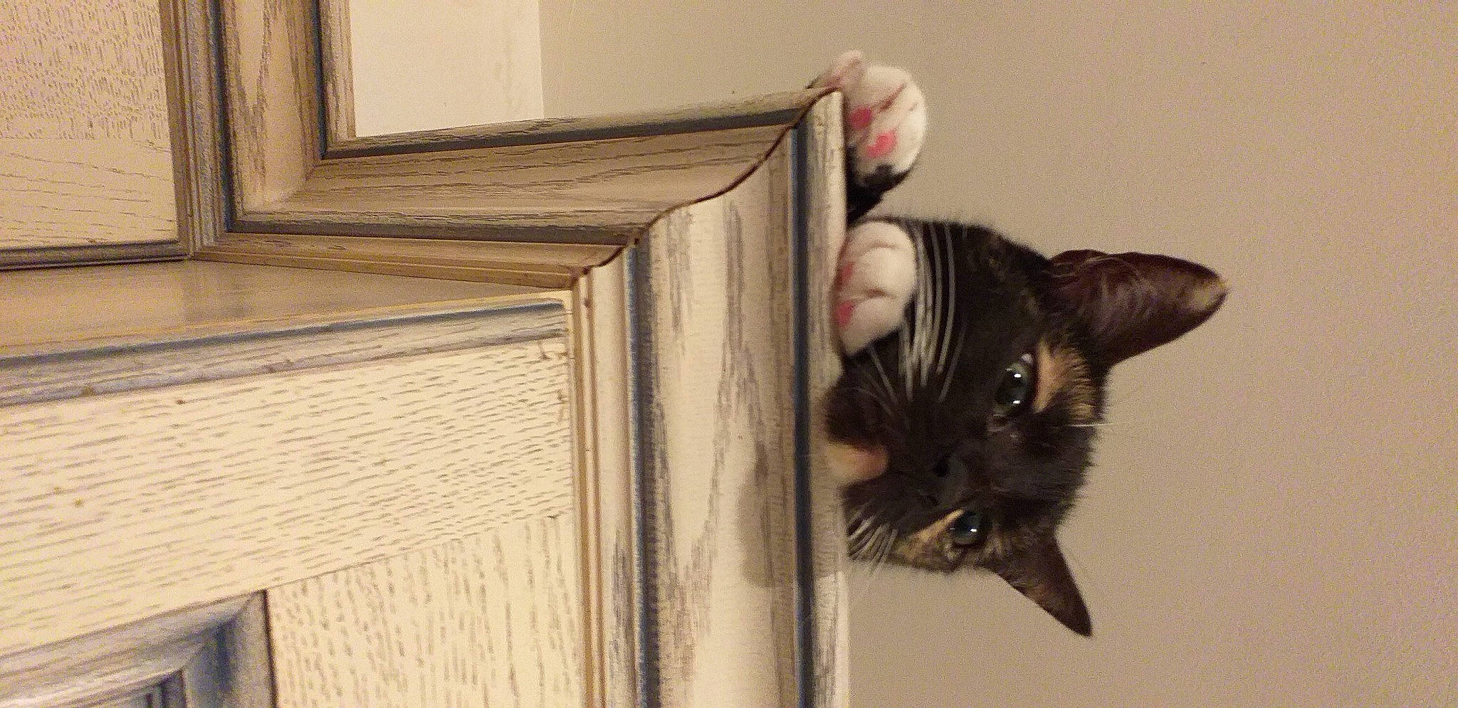 Mystik a rejoint le concours — aidez-le/la à gagner de superbes lots ! asian, black_cat, carnivore, cat, domestic_short_haired_cat, european_shorthair, felidae, kitten, small_to_medium_sized_cats, whiskers