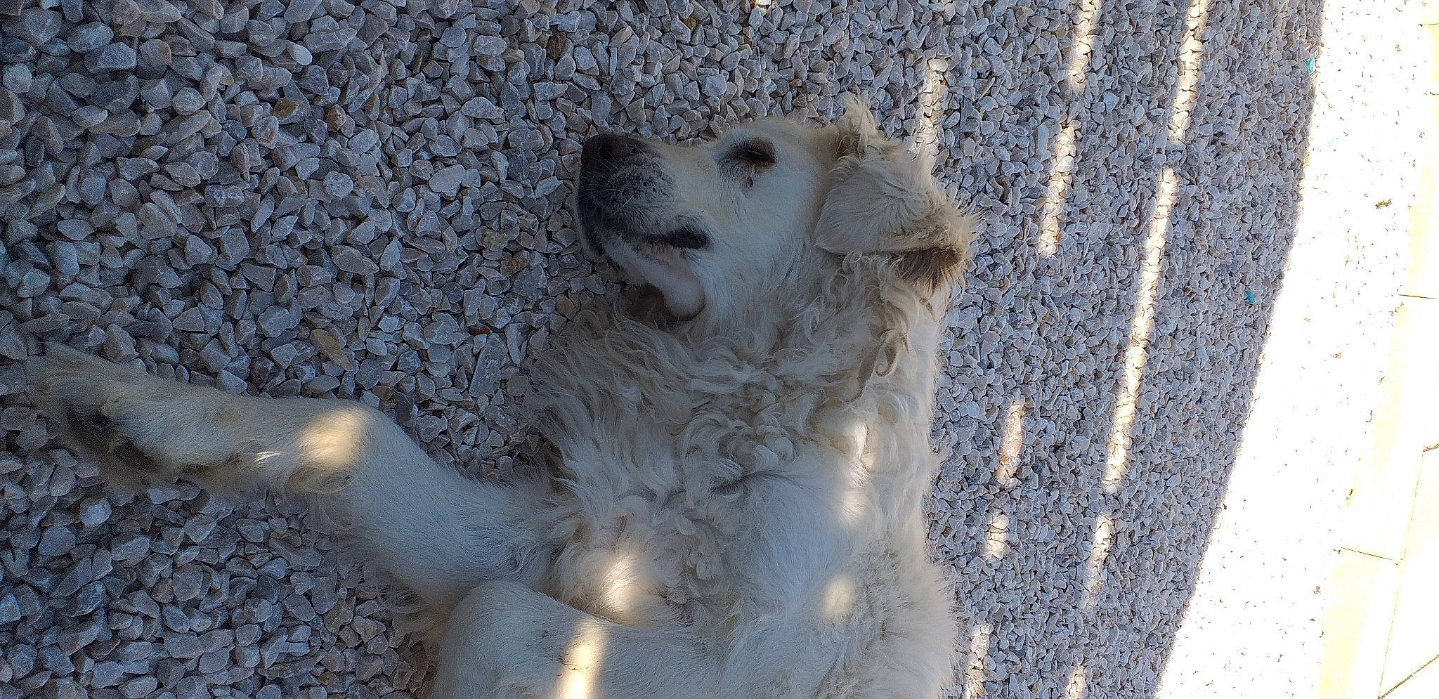 Cannelle participe au concours pour gagner de l'argent avec cette photo : canidae, carnivore, dog, dog_breed, golden_retriever, great_pyrenees, kuvasz, livestock_guardian_dog, mammal, maremma_sheepdog, polish_tatra_sheepdog, retriever, slovak_cuvac, sporting_group