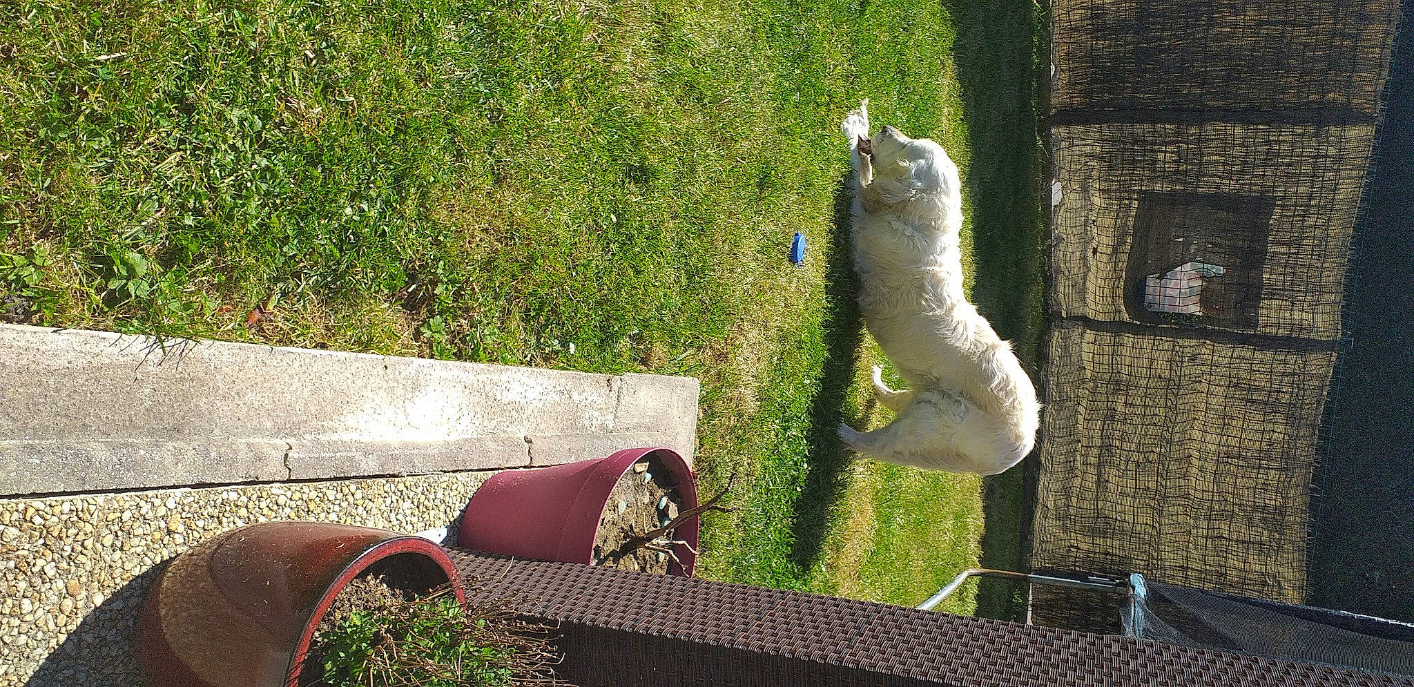 Cannelle participe au concours pour gagner de l'argent avec cette photo : grass, plant, wall, zoo