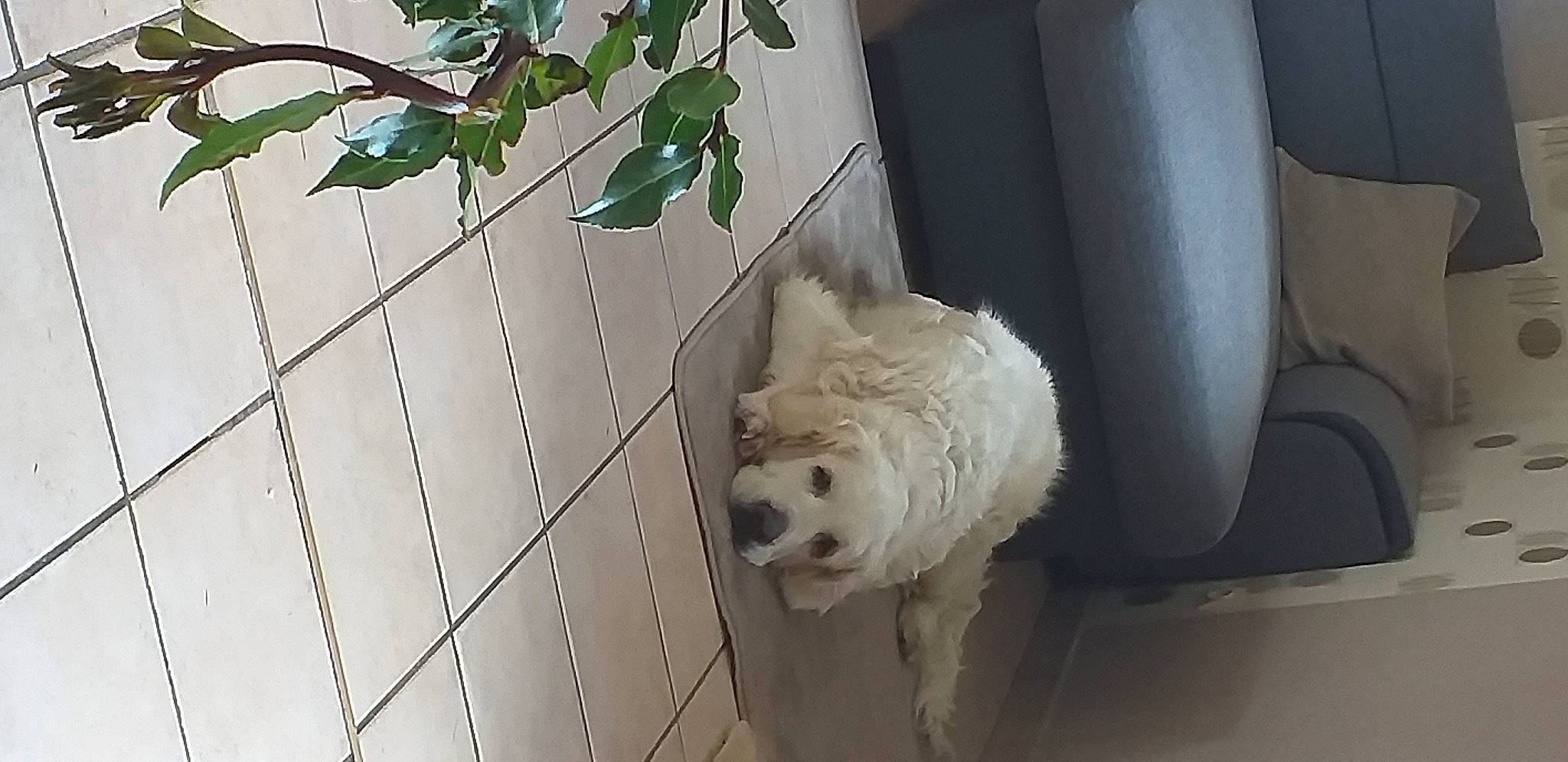 Cannelle a rejoint le concours — aidez-le/la à gagner de superbes lots ! canidae, carnivore, companion_dog, dog, dog_breed, mammal, non_sporting_group, sporting_group, terrier, west_highland_white_terrier