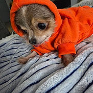 Mugsy joined the competition — help win amazing prizes! dog, small_dog, hoodie, orange_clothing, pet, cute, cozy, blanket, indoor, fur, tongue_out, wide_eyes, animal, paw, resting, domestic, companion, soft_texture, warm_clothing, casual