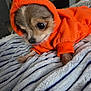 dog, small_dog, hoodie, orange_clothing, pet, cute, cozy, blanket, indoor, fur, tongue_out, wide_eyes, animal, paw, resting, domestic, companion, soft_texture, warm_clothing, casual