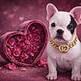 french_bulldog, puppy, dog, heart_shaped_box, roses, flowers, gold_chain, pink, romantic, portrait, cute, studio, pet, animal, sitting, decorative, love, background, close_up, adorable