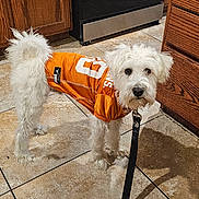 Merlín Alí joined the competition — help win amazing prizes! dog, white_dog, pet, leash, orange_jersey, sportswear, tile_floor, kitchen, wooden_cabinets, stainless_steel_oven, indoor, curious, standing, fur, animal, companion, domestic, medium_sized_dog, casual, home
