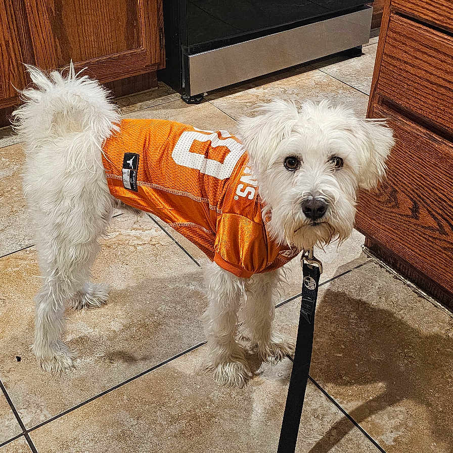 Merlín Alí joined the competition — help win amazing prizes! dog, white_dog, pet, leash, orange_jersey, sportswear, tile_floor, kitchen, wooden_cabinets, stainless_steel_oven, indoor, curious, standing, fur, animal, companion, domestic, medium_sized_dog, casual, home