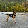 dog, canine, outdoor, forest, trees, autumn, leaves, asphalt, sky, cloudy, nature, animal, standing, alert, park, harness, brown, black, tail, paws