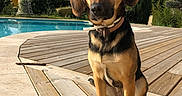 Ella a rejoint le concours — aidez-le/la à gagner de superbes lots ! dog, outdoor, pool, wooden_deck, sunlight, greenery, sky, pet, sitting, collar, garden, house, nature, summer, canine, portrait, daylight, animal, relaxation, backyard