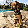 dog, outdoor, pool, wooden_deck, sunlight, greenery, sky, pet, sitting, collar, garden, house, nature, summer, canine, portrait, daylight, animal, relaxation, backyard