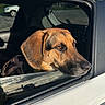 dog, car, window, sunlight, outdoor, animal, pet, canine, brown_dog, reflection, sky, clouds, parking_lot, side_view, vehicle, transportation, daytime, fur, snout, ears