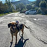 dog, leash, toy, buzz_lightyear, road, mountain, trees, car, sunlight, shadow, outdoor, nature, sky, sign, pavement, greenery, vehicle, daytime, playful, pet