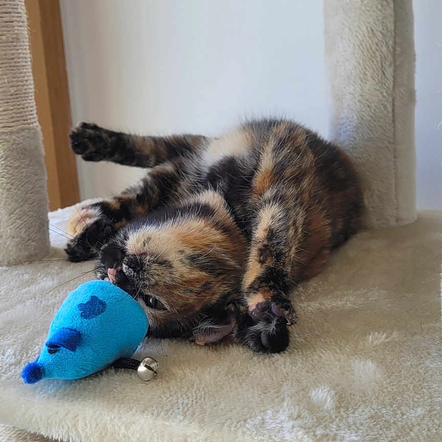 Leaf participe au concours pour gagner de l'argent avec cette photo : abyssinian, animal, architecture, building, cat, chair, couch, cushion, furniture, hardwood, homedecor, indoors, kitten, livingroom, manx, pet, plush, room, toy, wood