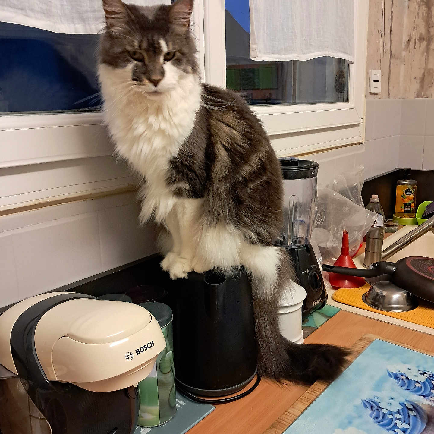Perle participe au concours pour gagner de l'argent avec cette photo : appliance, black_appliance, blender, cat, coffee_machine, counter, cupcakes, curtain, cutting_board, domestic_animal, feline, fur, household, indoor, kitchen, kitchen_utensils, pet, white_fur, window, wooden_counter