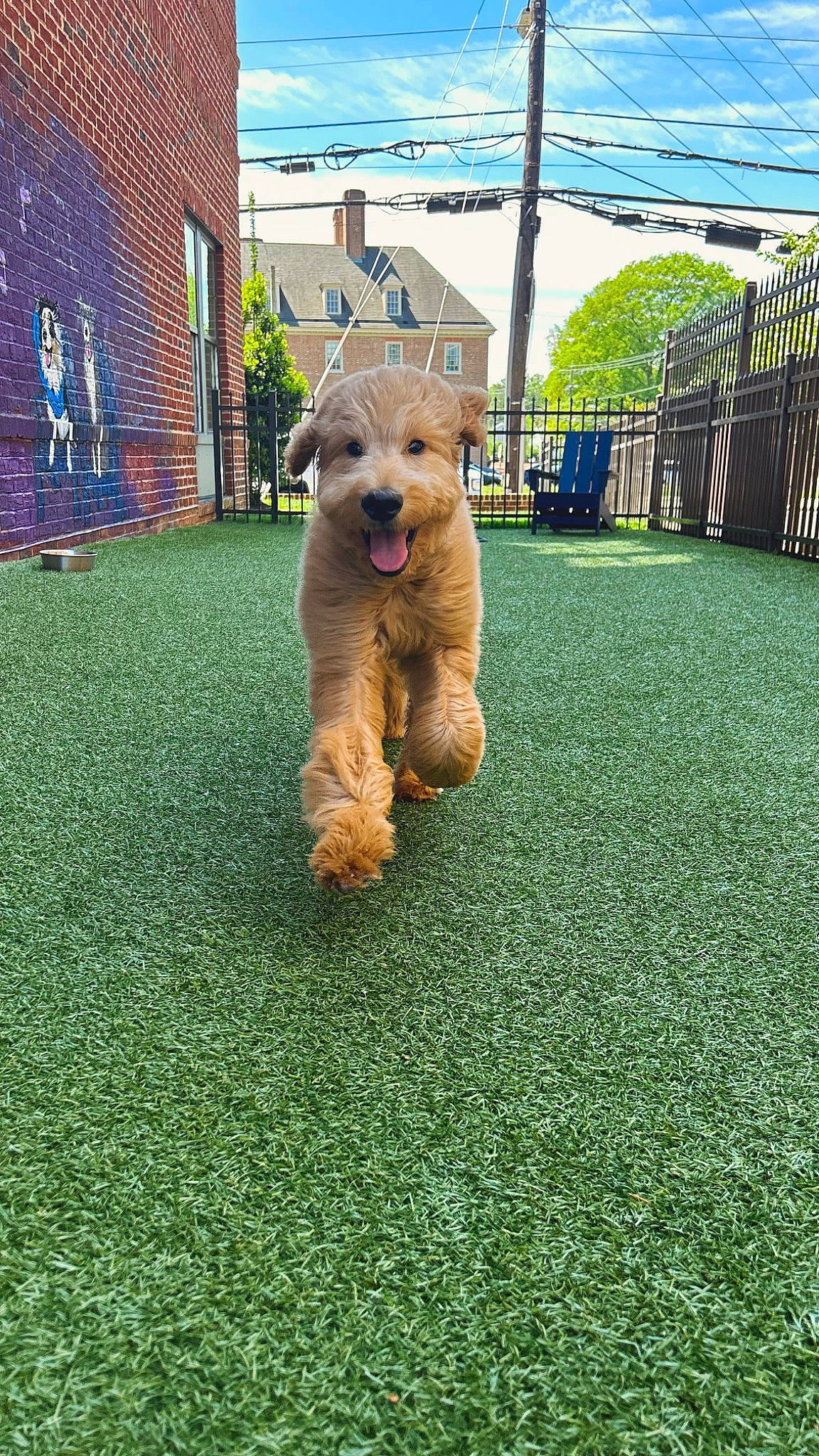 Brodie joined the competition — help win amazing prizes! airedale_terrier, building, canidae, carnivore, companion_dog, dog, dog_breed, door, fawn, flooring, fur, grass, shrub, sky, snout, sporting_group, terrier, toy, window, wire_hair_fox_terrier