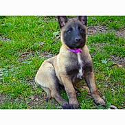Ruby participe au concours pour gagner de l'argent avec cette photo : puppy, dog, grass, outdoor, animal, pet, collar, sitting, cute, young, nature, ears, fur, canine, alert, ground, mammal, adorable, portrait, greenery
